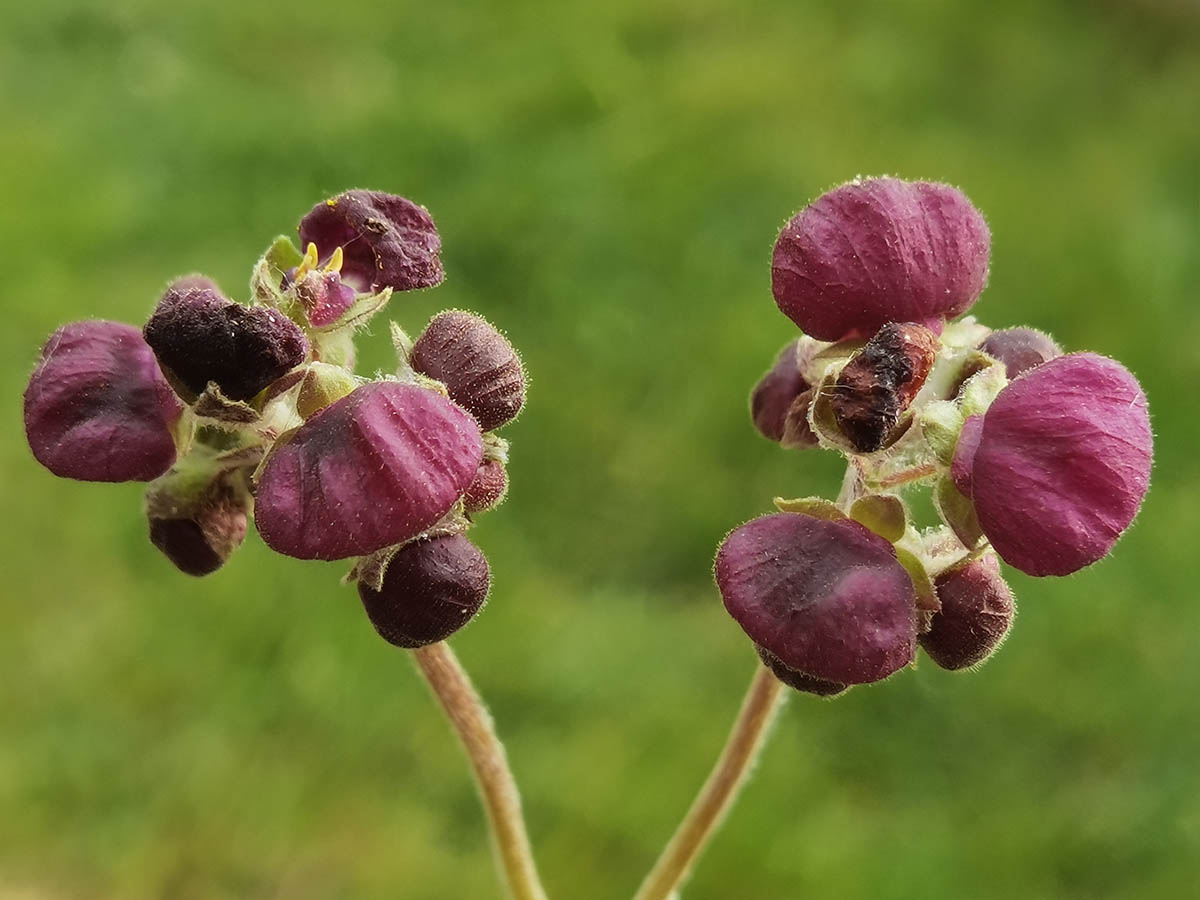 Calceolaria arachnoidea 7